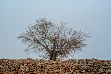 Old tree in Anatolia