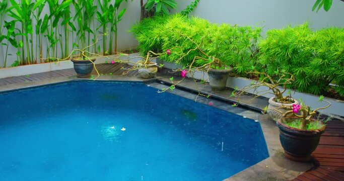 Rain. Drops of water fall into the pool. Tropical ornamental plants in pot near to spa blue swimming basin. Garden design. Flowering tropical bushes. Spa resort relaxation meditation background.