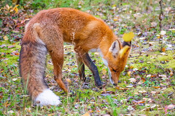 The red fox (Latin Vulpes vulpes) sniffs the ground. Close-up. - Powered by Adobe