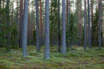 Fototapeta premium Forest scene in late autumn with pine trees and moss on the ground in Latvia
