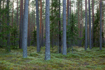 Forest scene in late autumn with pine trees and moss on the ground in Latvia