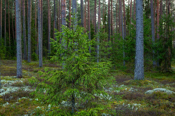 Forest scene in late autumn with spruce tree as a subject in Latvia