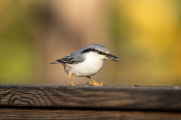 Eurasian nuthatch on the porch