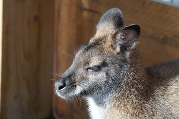 Red necked wallaby