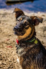 Closeup shot of a dog at the beach,with a collar and raised ears,concept:curiosity and concentration