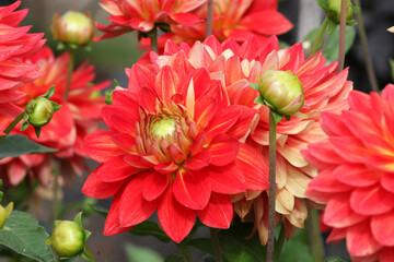 Dahlia 'Hillcrest Firecrest' in flower.