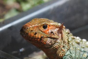 Caiman Lizards