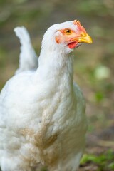 Vertical closeup shot of a white chicken on a farm