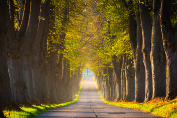 Allee Straße auf Insel Usedom im Herbst