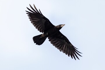 Low angle shot of a black northern raven in a clear blue sky