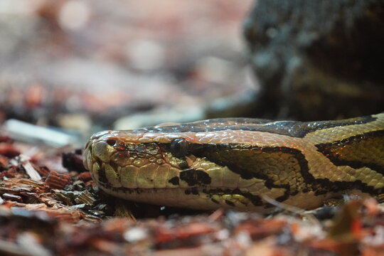 Burmese python