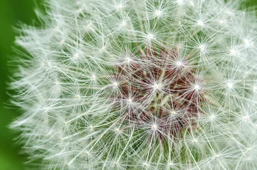 Foto op Plexiglas White dandelion on a background of green grass close-up. Natural spring background. Beautiful dandelion flower with seeds in the field. Fluffy dandelion in the garden in summer. © Olena