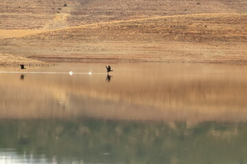 Fliying on the water