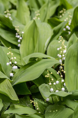 Obraz premium Lily of the valley flowers.Blooming lily of the valley in the forest. Lily of the valley. Convallaria majalis. Spring background. Flower background 