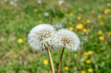 White dandelions on a background of green grass close-up. Natural spring background. Beautiful dandelion flowers with seeds in the field. Fluffy dandelions in the garden in summer.