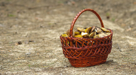 Fototapeta na wymiar Forest mushrooms in a basket on a sandy background. Spring boletus.