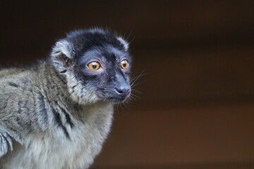 Common brown lemur © Colin