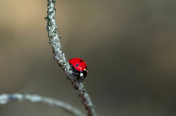 Ladybug sits on a dry branch of a tree in the forest. Insects are red-black.