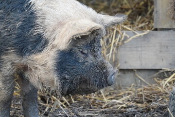 Kunekune