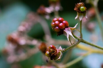 Detailed macro shot of blackberries (rubus ulmifolius) on a bush at different points of ripeness