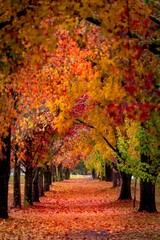 Obraz premium Vertical shot of a path with colorful trees on both sides. Beautiful autumn landscape.