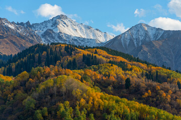 Obraz premium Trees with autumn foliage on the slopes of the Zailiyskiy Alatau mountains in Kazakhstan