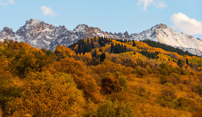 Trees with autumn foliage on the slopes of the Zailiyskiy Alatau mountains in Kazakhstan