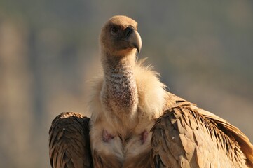 Selective focus of a Griffon Vulture bird  head in its habitat on a sunny day