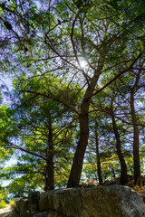 Vertical photo of the pine trees with variety trunks, branches and green needles in the forest against the blue sky with the sunlight. Road view with trees. Selective focus, abstract, wallpaper. 