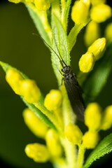 Vertical shot of a black caddisfly sitting on a leaf