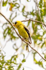 Vertical shot of an american goldfinch sitting in a tree in a yard