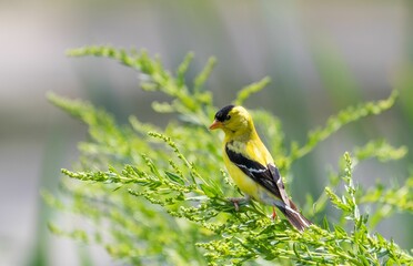 Selective focus of an american goldfinch sitting on a tree branch