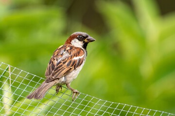 Selective focus of a field sparrow resting on a net