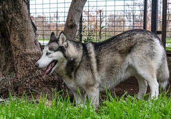 Agouti husky dog digging a hole under a tree © Teodoulke/Wirestock Creators