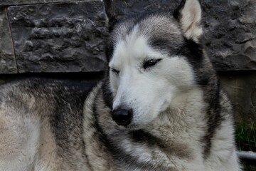 Close-up shot of an agouti husky dog with closed eyes