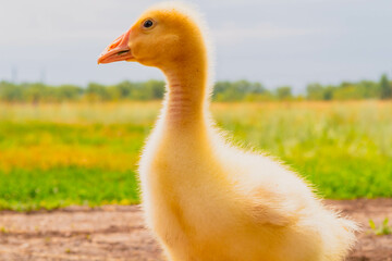 Gosling. Poultry farm for breeding geese. Little goose chicks in the grass.