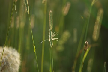 Closeup of timothy grass on a blurry background