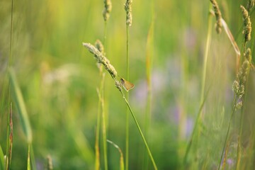 Closeup shot of a common roadside skipper butterfly on a timothy grass in Ontario, Canada