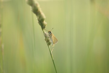 Closeup shot of a common roadside skipper butterfly on a timothy grass against a blurry background