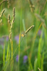 Closeup vertical shot of a common roadside skipper butterfly on a timothy grass in Ontario, Canada