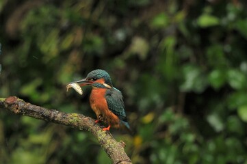 Selective focus of a colorful Common kingfisher with a small fish in beak perched on a twig