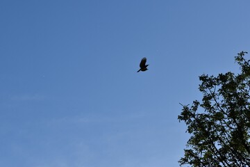 Low-angle shot of a bird flying in the blue sky