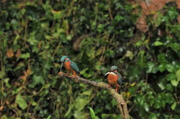 Colorful Common kingfishers perched on a tree twig, one with a fish in a beak, in the park