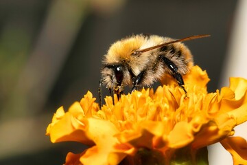 Closeup of a common carder bee (Bombus pascuorum) on a yellow flower