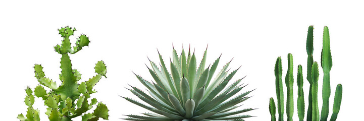 Naklejka na ściany i meble Set of Desert Plants Isolated on White Background with Clipping