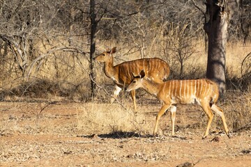 Beautiful shot of two nyalas (Tragelaphus angasii) walking in a safari