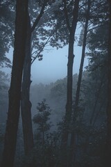 Vertical shot of long tree trunks in a foggy forest in the evening
