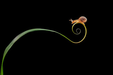 Snail on the stalk