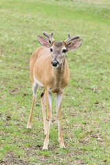 Vertical shot of a baby Key deer in a green grass