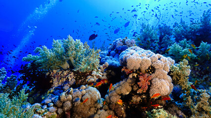 Fototapeta na wymiar Underwater photo of a beautiful drop off wall and colorful soft coral reef